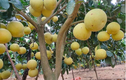 Bưởi Phúc Trạch- “Đệ nhất danh quả” giúp nông dân kiếm 590 tỷ đồng