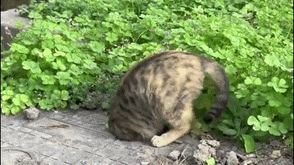  Kỳ lạ khoảnh khắc mèo “biến mất”trong lỗ nhỏ trên nền bê tông