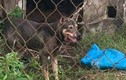 Nữ công nhân tử vong do chó cắn ở Hà Tĩnh: Trách nhiệm chủ chó?