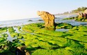 Mùa rêu, biển Cổ Thạch đẹp như tranh