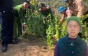 Lai Châu: Phát hiện hàng trăm cây thuốc phiện trồng xen lẫn rau cải