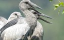 Tận mục vẻ đẹp hoang dã của các loài chim ở Thung Nham