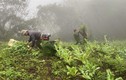 Triệt phá hơn 500 cây thuốc phiện trồng giữa rừng sâu ở Lào Cai