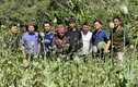 Lai Châu: Bắt nữ quái trồng hơn 3000 cây thuốc phiện nơi rừng sâu
