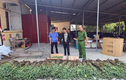 Bắt người đàn ông trồng gần 1400 cây thuốc phiện ở Hà Giang
