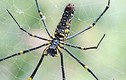 Tuyệt chiêu giăng “thiên la địa võng” của loài nhện khổng lồ Nephila