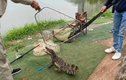 Bắt được cá sấu dài gần 1m giữa hồ câu ở Hà Nội
