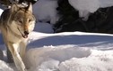 Con sói già nhất của công viên Yellowstone vừa sinh lứa con thứ 10
