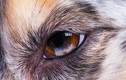Vì sao nhiều loài động vật có mí mắt thứ ba, con người thì không?