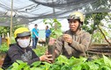 Nông dân Gia Lai đổ xô trồng lại cà phê 