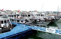 Bị nhiều phản ứng, cảng Tuần Châu vẫn thu phí du khách từ 1/11