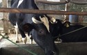 Công ty Sữa Quốc tế IDP “ép” giá sữa khiến nông dân phải bán bò?