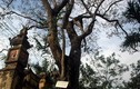Dân ẩu đả khi họp bàn bán cây sưa 200 tuổi ở Bắc Ninh