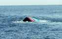 Quảng Ninh: Đắm tàu cá, 1 nạn nhân tử vong