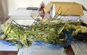 Quảng Ninh: Chủ phòng khám y học cổ truyền bán cây...thuốc phiện