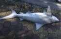 Tranh cãi loài cá mập xuất hiện ở bờ vịnh Hạ Long