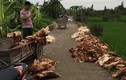 Hải Phòng: Hàng nghìn con gà chết do sự cố điện, dân khóc ngất