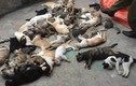 Nam Định: Hoang mang trước việc hàng loạt mèo chết bất thường