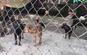 Đàn chó cắn chết bé 7 tuổi ở Hưng Yên: Người dân khiếp sợ đàn chó