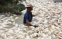 Cá chết hàng loạt sông La Ngà: Xử lý nghiêm nếu có hành vi vi phạm pháp luật