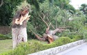 Bão số 2 Mun suy yếu: Hàng loạt cây xanh vẫn bị quật đổ