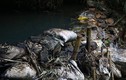 Xả thải đầu độc nước sông Đà: Công ty sông Đà vừa là nguyên nhân, vừa là nạn nhân?