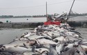 Hải Dương: Hơn trăm tấn cá lồng chết bất thường nổi trắng sông Thái Bình