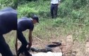 Video: Thót tim "ngó" cảnh thả rắn hổ mang chúa 21kg vào rừng ở Đồng Nai