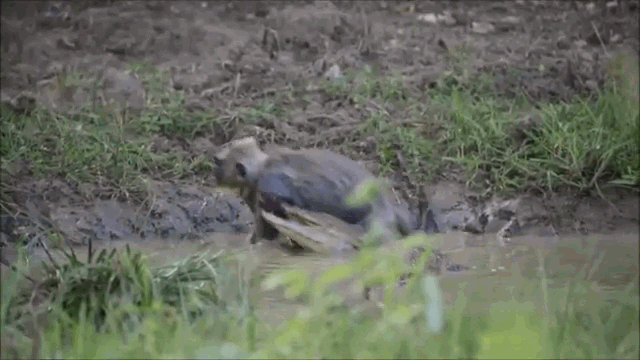Video: Khỉ xám “khóc thét” khi bị cá sấu đầm lầy cắn đứt cánh tay