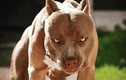 Lùa chó Pitbull, Becgie cắn người: Phòng vệ chính đáng hay cố ý gây thương tích?