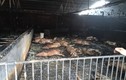 400 con lợn chết cháy khi “bà hỏa” thăm trang trại ở Hải Dương