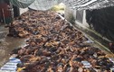 Hải Dương: Sét đánh khiến hơn 6000 con gà bị chết