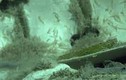 Camera dưới đáy Nam Cực phát hiện bất ngờ tại nghĩa địa cá voi 