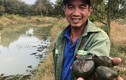 Nông dân Bình Thuận nuôi ốc trong vườn sầu riêng thu tiền tỷ