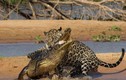  Ngưỡng mộ chiến thuật săn cá sấu khổng lồ của báo đốm châu Mỹ 