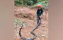Nhiều người lo lắng khi xem video cậu bé chơi với rắn hổ mang chúa 