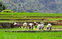 Ruộng bậc thang Hà Giang đẹp lung linh mùa nước đổ