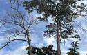  Khánh Hòa: Cây di sản hàng trăm tuổi bất ngờ bị chết