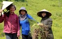Nông dân Hương Sơn trồng loài cây mọc hoang trên núi kiếm bộn tiền
