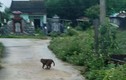 Khỉ lạ vào làng, tấn công 3 người dân ở Quảng Nam bị thương