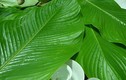 Công dụng giải rượu bằng loại lá vẫn dùng để gói bánh chưng