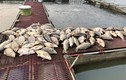 Hải Dương: Đang làm rõ nguyên nhân hàng trăm tấn cá nuôi lồng chết