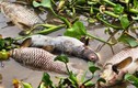 Cận cảnh cá lồng chết vứt nổi lềnh bềnh trên sông Thái Bình 