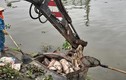 Cá chết trôi tràn ngập sông Sặt, máy xúc được điều trục vớt