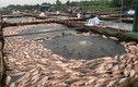 Hơn 300 tấn cá lồng trên sông Thái Bình chết: Có ảnh hưởng nguồn nước?