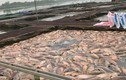 Hàng trăm tấn cá lồng chết: Do biến động môi trường, khí độc cao