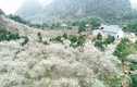 Sơn La thu hút khách du lịch bằng vẻ đẹp của các loài hoa