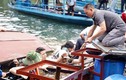 Lật cầu phao nổi, 20 khách du lịch rơi xuống hồ Ba Bể