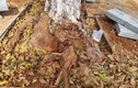 Chặt rễ cây khi thi công vỉa hè ở TP Pleiku: Xử lý thế nào?
