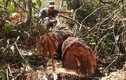 Kon Tum: Điều tra vụ giấu gỗ tại bãi cát phát hiện vụ phá rừng 